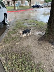 Reunited Male Dog last seen Artiga apts near mailboxes, Dallas, TX 75227