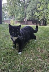 Reunited Male Cat last seen North Main and Applegrove, North Canton, OH 44720