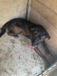 Shelter Stray Female Dog last seen Near BLOCK NW 34TH, 2811 SE 29th St, Oklahoma City, OK 73129, USA
