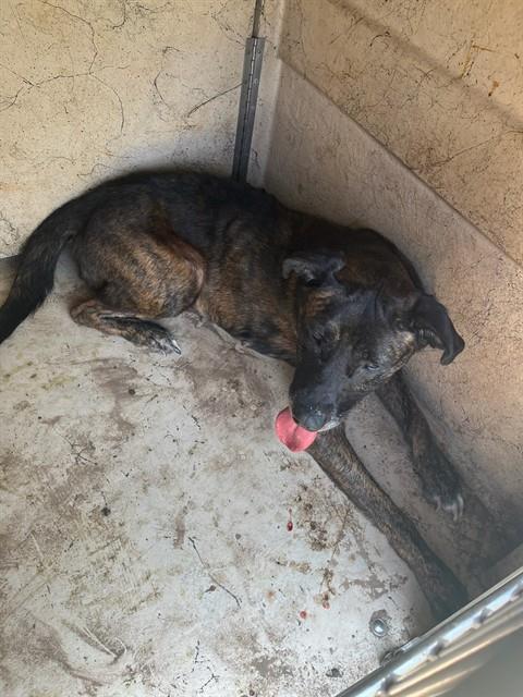 Shelter Stray Female Dog last seen Near BLOCK NW 34TH, 2811 SE 29th St, Oklahoma City, OK 73129, USA