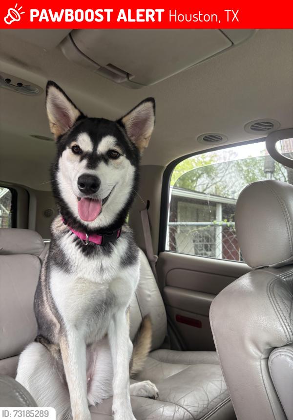 Lost Female Dog last seen Near and scott, Houston, TX 77004