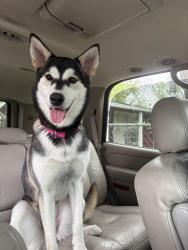 Lost Female Dog last seen Near and scott, Houston, TX 77004