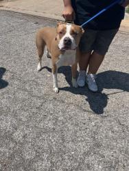 Shelter Stray Male Dog last seen Near BLOCK SE 54TH ST, OKLAHOMA CITY OK 73129, 2811 SE 29th St, Oklahoma City, OK 73129, USA