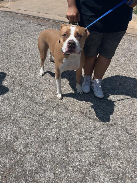 Shelter Stray Male Dog last seen Near BLOCK SE 54TH ST, OKLAHOMA CITY OK 73129, 2811 SE 29th St, Oklahoma City, OK 73129, USA