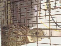 Shelter Stray Unknown Bird last seen CENTER PKWY/SEYFERTH WAY, 95823, 3839 Bradshaw Rd, Sacramento, CA 95827, USA