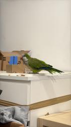 Found/Stray Unknown Bird last seen Dekalb ave &evergreen ave, Brooklyn, NY 11221