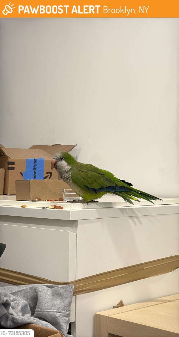 Found/Stray Unknown Bird last seen Dekalb ave &evergreen ave, Brooklyn, NY 11221
