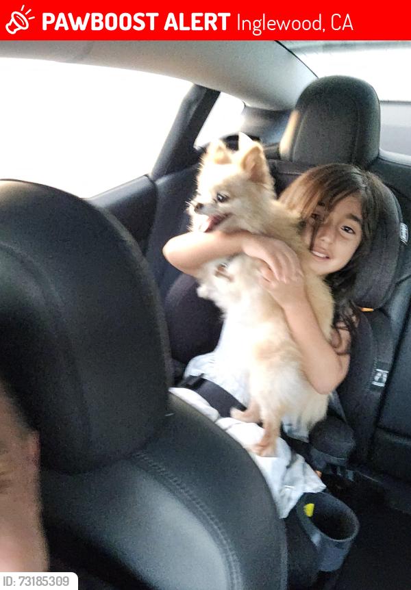 Lost Female Dog last seen Century, Inglewood, CA 90301