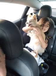 Lost Female Dog last seen Century, Inglewood, CA 90301