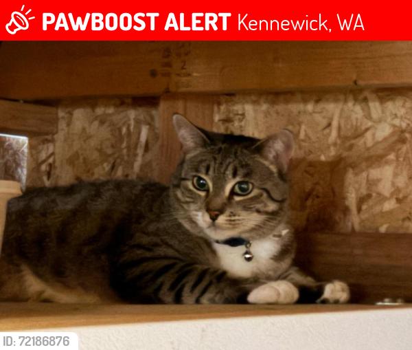 Lost Female Cat last seen washington St, Kennewick, WA 99337