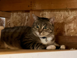 Lost Female Cat last seen washington St, Kennewick, WA 99337