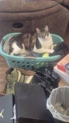 Lost Male Cat last seen In my yard., Walton, KY 41094
