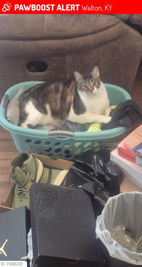 Lost Male Cat last seen In my yard., Walton, KY 41094