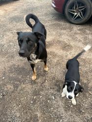 Reunited Unknown Dog last seen Found on our farm/acreage between Camak Rd, Cemetary rd, and Hwy 25., Ware Shoals, SC 29692