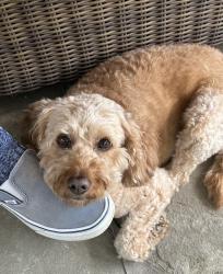 Lost Female Dog last seen Allens Lane end, below Wissahicken Ave, cul de sac, Philadelphia, PA 19119