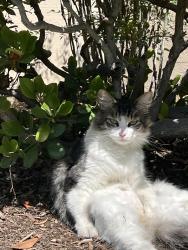 Found/Stray Unknown Cat last seen Near La Veta and Parker, Orange, CA 92868