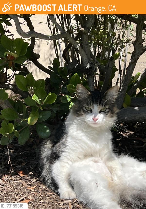 Found/Stray Unknown Cat last seen Near La Veta and Parker, Orange, CA 92868