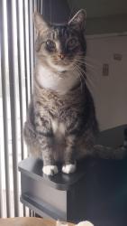 Reunited Female Cat last seen Down the block from the plaza with the Publix, Orlando, FL 32812