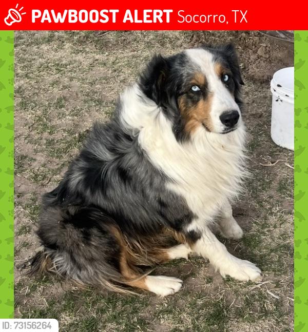 Lost Male Dog last seen Horizon blvd & Francisco Vaquera, Socorro, TX 79927