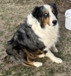 Lost Male Dog last seen Horizon blvd & Francisco Vaquera, Socorro, TX 79927