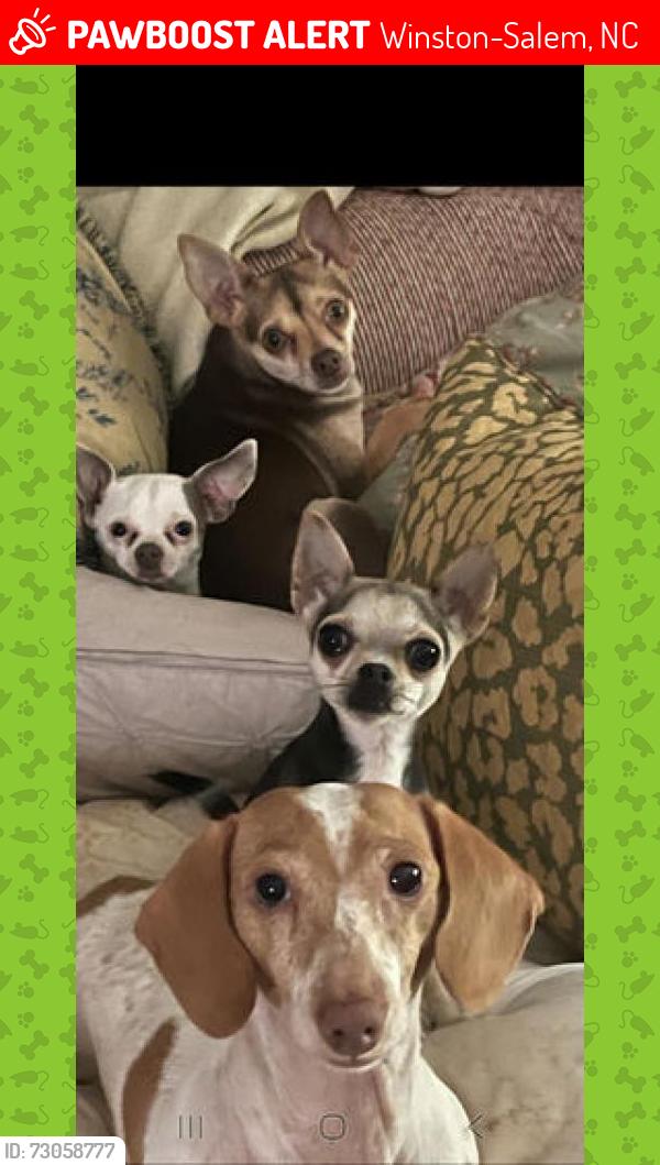 Lost Female Dog last seen Royalton and Burkewood, Winston-Salem, NC 27104