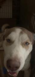 Reunited Male Dog last seen 3rd Ave 166th &167th st, The Bronx, NY 10462
