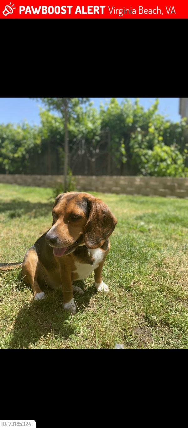 Lost Male Dog last seen Lynhaven, Virginia Beach, VA 23453