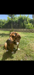 Lost Male Dog last seen Lynhaven, Virginia Beach, VA 23453