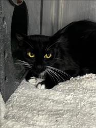 Shelter Stray Female Cat last seen , West Valley Animal Shelter, 20655 Plummer St, Chatsworth, CA 91311, USA