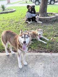 Found/Stray Female Dog last seen By a food town and burger king in veterans memorial, Houston, TX 77067