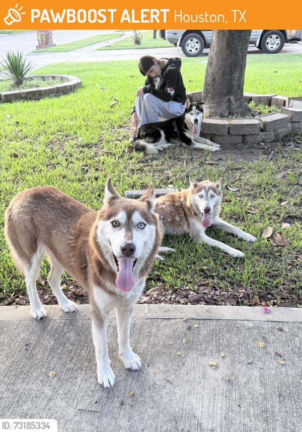 Found/Stray Female Dog last seen By a food town and burger king in veterans memorial, Houston, TX 77067