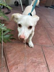 Reunited Unknown Dog last seen Oakmont View Drive, Glendale, CA 91208