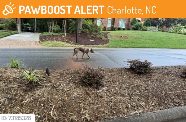Found/Stray Male Dog last seen Brantley Oaks, Charlotte, NC 28215