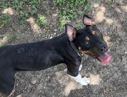 Found/Stray Female Dog last seen Dove Springs District Park - Dumped Between Baseball Fields, Austin, TX 78744