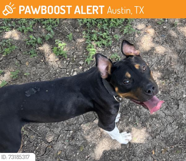 Found/Stray Female Dog last seen Dove Springs District Park - Dumped Between Baseball Fields, Austin, TX 78744