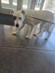 Shelter Stray Female Dog last seen Near BLOCK E REGENTS LN, WICHITA KS 67208, 3303 N Hillside St, Wichita, KS 67219, USA