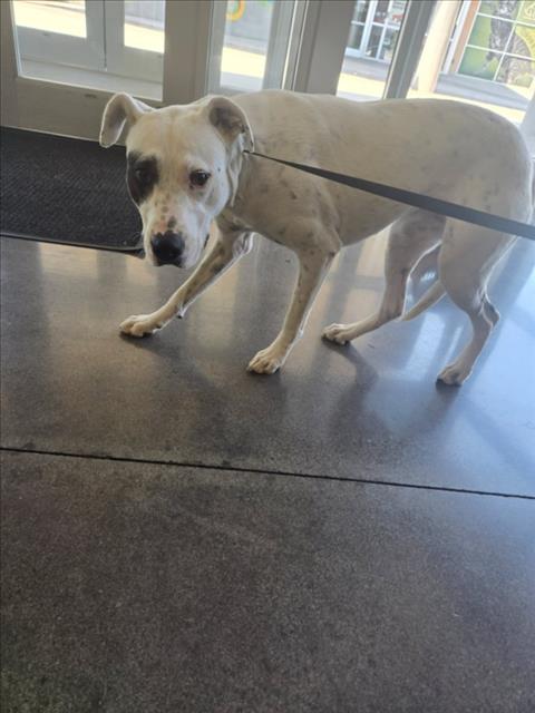 Shelter Stray Female Dog last seen Near BLOCK E REGENTS LN, WICHITA KS 67208, 3303 N Hillside St, Wichita, KS 67219, USA