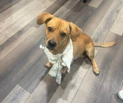 Reunited Male Dog last seen Near Little Egypt Rd Conroe, TX 77304 United States, Willis, TX 77318