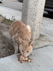 Found/Stray Unknown Cat last seen 57th street east and avenue R, Palmdale, CA 93552