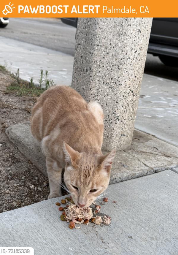 Found/Stray Unknown Cat last seen 57th street east and avenue R, Palmdale, CA 93552