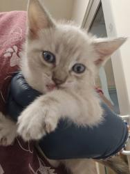Shelter Stray Male Cat last seen Near BIRMINGHAM WAY, Rancho Cordova, CA, 6201 Florin Perkins Rd, Sacramento, CA 95828, USA
