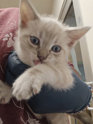 Shelter Stray Male Cat last seen Near BIRMINGHAM WAY, Rancho Cordova, CA, 6201 Florin Perkins Rd, Sacramento, CA 95828, USA