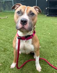 Shelter Stray Male Dog last seen Near Windsor ave, 21216, MD, 2490 Giles Rd, Baltimore, MD 21225, USA