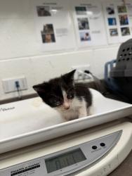 Shelter Stray Unknown Cat last seen Near TELL RD SW, Atlanta,, 1251 Fulton Industrial Blvd NW, Atlanta, GA 30336, USA