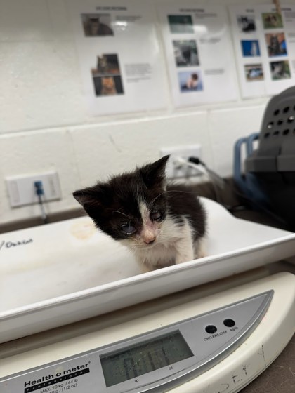 Shelter Stray Unknown Cat last seen Near TELL RD SW, Atlanta,, 1251 Fulton Industrial Blvd NW, Atlanta, GA 30336, USA