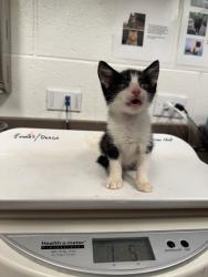 Shelter Stray Unknown Cat last seen Near TELL RD SW, Atlanta,, 1251 Fulton Industrial Blvd NW, Atlanta, GA 30336, USA