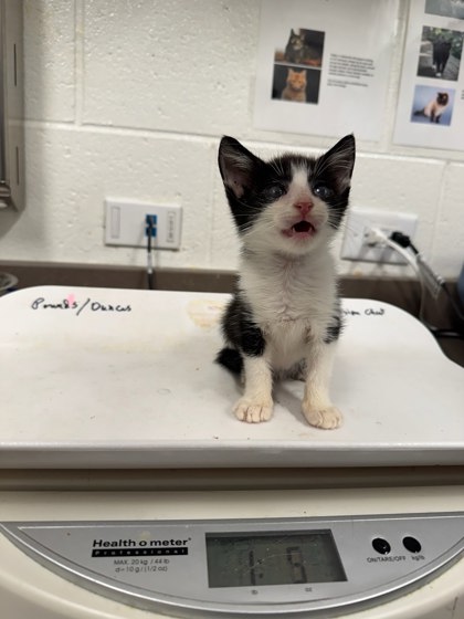Shelter Stray Unknown Cat last seen Near TELL RD SW, Atlanta,, 1251 Fulton Industrial Blvd NW, Atlanta, GA 30336, USA