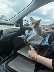 Lost Male Cat last seen Speedway hwy 17-92, Casselberry, FL 32707