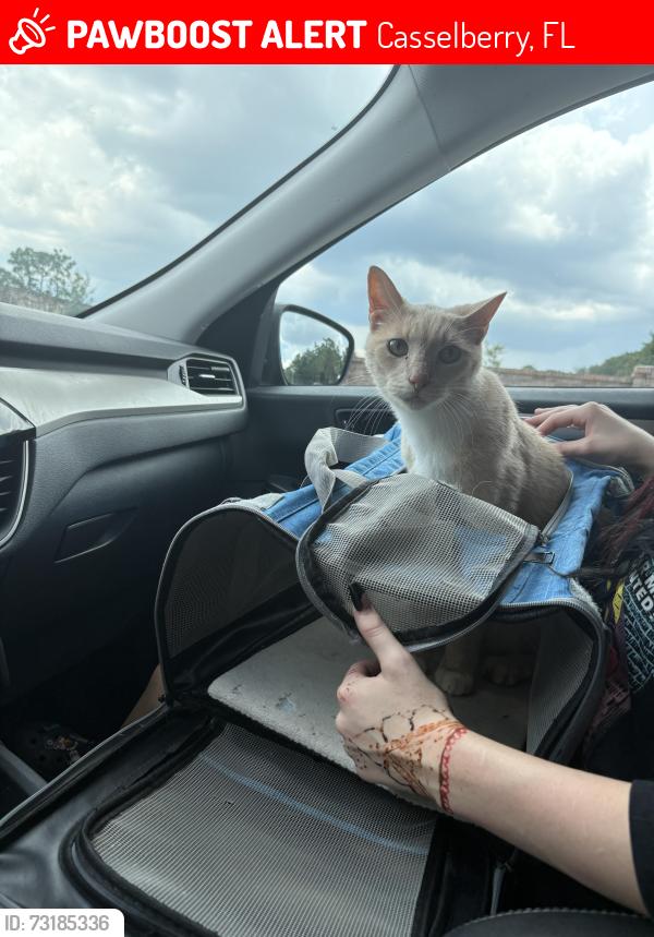 Lost Male Cat last seen Speedway hwy 17-92, Casselberry, FL 32707