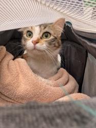 Shelter Stray Female Cat last seen Gas Works Park, Seattle, WA, 2061 15th Ave W, Seattle, WA 98119, USA